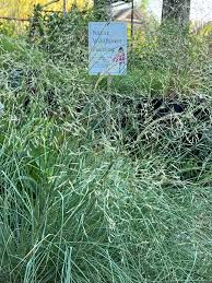 Image result for Eragrostis friesii