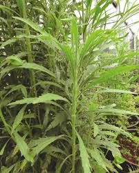 Image result for Conyza