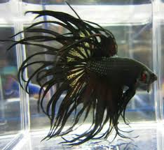 Beautiful Betta Aquarium Tropical Fish Aquarium Betta Fish