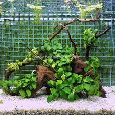 Image result for Crabbea nana