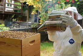 After that she set up her own she isn't exclusively a beekeeper, but bees are at the heart of her work. 11 Considerations Before Becoming A Beekeeper Keeping Backyard Bees