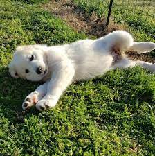 Find great pyrenees dogs and puppies from michigan breeders. Great Pyrenees Puppies Home Facebook