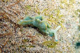 Image result for Isoglossa membranacea