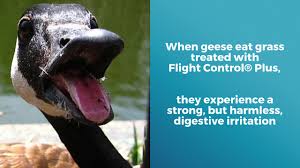 Mas and blue ridge wealth planners are not affiliated companies. Flight Control Plus Professional Goose Control Applicators In Your Area