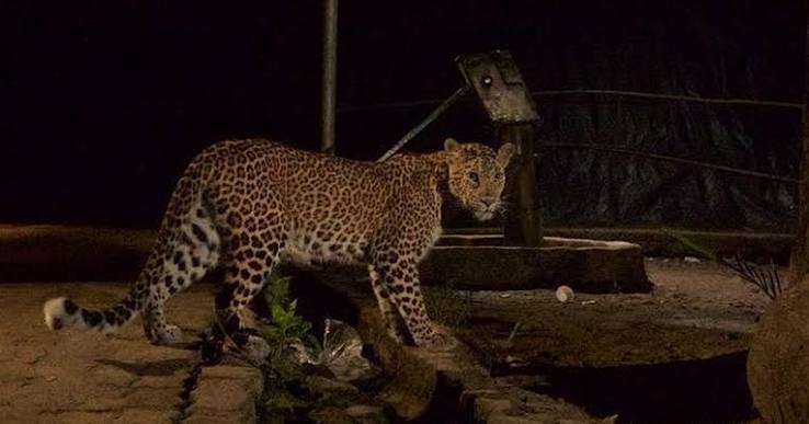 Leopards in Mumbai's Sanjay Gandhi National Park are (kind of) making the city safer for humans