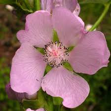 Image result for Pilea rivularis