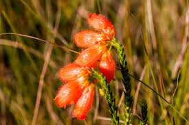 Image result for Allocassine laurifolia