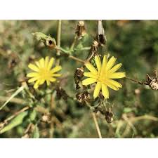 Image result for Lactuca setosa
