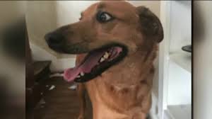 Lost Dog Found More Than 1 100 Miles Away To Be Reunited With Sugar Land Family After 3 Years