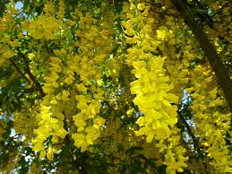 Pin On Trees Shrubs And Other Flora I Like