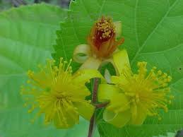 Image result for Grewia filipes