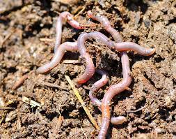 They are true earthworms (as opposed to compost worms). Let Worms Till Your Garden Beds Finegardening