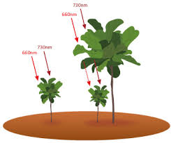 Furthermore, there are plants that get enough just light in highly shady areas of a garden or even in darkness. Mechatronix What Wavelengths And Colors Do