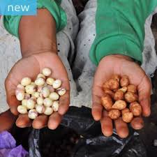 Image result for Vigna subterranea