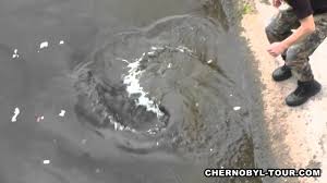 Fish absorbed radioactive iodine very quickly but the levels decreased rapidly due to radioactive decay. Chernobyl Mutations Fish In Pripyat River Near Chernobyl Nuclear Power Plant Youtube