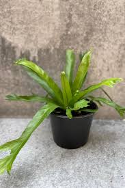 Image result for Asplenium preussii
