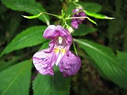 Image result for Impatiens psychadelphoides