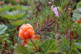 cloudberries like the same soil as heather heirloom seeds berry bushes berries