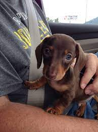 7 Week Old Mini Dachshund Puppy Mini Cooper Dackelwelpen Dackel Susseste Haustiere