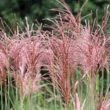 Chinaschilf Malepartus Miscanthus Sinensis Malepartus Gunstig Online Kaufen Chinaschilf Schilf Gras