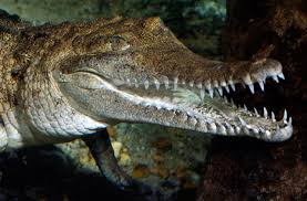 Bird Cleaning Crocodile Teeth Amazing Animal Of The Week Australia Edition Facebook Animals Australian Animals Crocodile