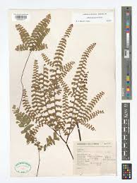 Image result for Adiantum patens