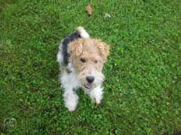 Image result for foxterier drsnosrstý