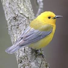 Identification Small Birds Of South Africa Birds Of Paradise Mtg Angry Birds Toons Black Oil Sunflower Seeds For Birds 40 Lbs Birds Of Passage Band Birds Of North Ame Beautiful Birds Birds Bird