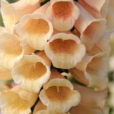 In the northern united states, these perennial plants are treated as annuals. Foxglove Seeds 22 Foxgloves Perennial Flower Seeds