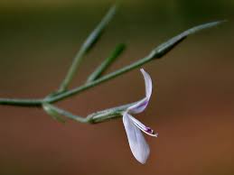 Image result for Dicliptera paniculata