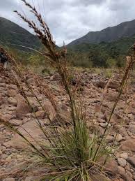 Image result for Tetraria