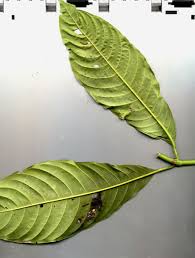 Image result for Psychotria auxopoda