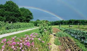 An area of land marked by the presence of particular objects or features dune fields. Erickson Fields Rockport