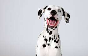 A page for describing ymmv: Disney Puppy Names Lovetoknow
