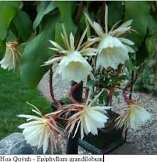 Image result for hoa quynh images