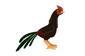 Find & download free graphic resources for chicken. Asil Chicken Svg Cut File By Creative Fabrica Crafts Creative Fabrica