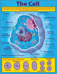 For purposes of better illustration, all important organelles are shown in raised relief and displayed in animal cell model. Carson Dellosa Mark Twain The Cell Chart 414019 Carson Dellosa Http Www Amazon Com Dp 1580373135 Ref Cm Sw R Pi Dp 0elvub1gjr3 The Cell Carson Dellosa Cell