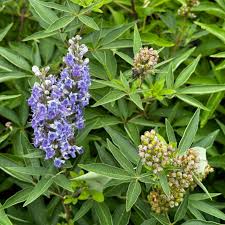 Image result for Vitex