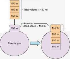 To be clear, what the enghoff equation produces is slightly larger than the proper bohr physiological dead space. Prepare For Medical Exams Anatomical Dead Space