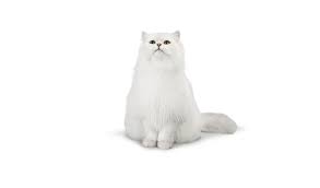 Fancy Feast Traditional Male Persian Cat Cat Food Brands Cats Cat Food