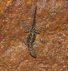 The psychedelic rock gecko (cnemaspis psychedelica) was recently discovered on hon khoai island, ca mau province, south vietnam. Round Eyed Geckos Genus Cnemaspis Inaturalist Ca