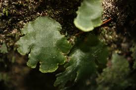 Image result for Didymoglossum erosum