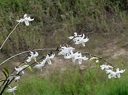 Check spelling or type a new query. à¸«à¸§à¸²à¸¢à¸•à¸°à¸¡à¸­à¸¢ à¹€à¸­ à¸­à¸‡à¸¡à¸°à¸¥ Dendrobium Crumenatum Rumph Sw