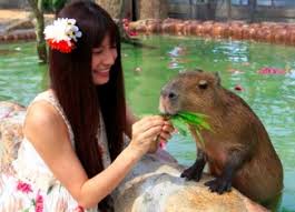 Image result for nutria petting zoo