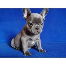 Check spelling or type a new query. French Bulldog For Sale Michigan The Y Guide
