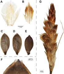 Image result for Carex runssoroensis