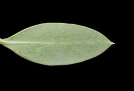 Image result for Osyris compressa