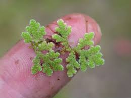 Image result for Azolla filiculoides