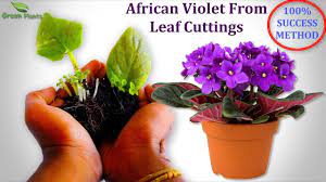 Trailing african violets are perhaps the easiest to grow and bloom, especially for the novice. How To Propagate African Violet From Single Leaf With Update 100 Success Method Green Plants Youtube