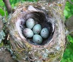 Birds And Their Nests Pictures Uk The Chaffinch Fringilla Coelebs Is One Of The More Familiar And Colourful Garden Birds Of The Uk And Ireland The Female Bui Bird Eggs Chaffinch Bird Garden